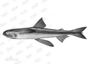 水產品中天然存在甲醛嗎？溫州專家為您揭秘真相