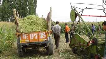 黑英山鄉 駐村干部助力牧民制作青儲飼料，推動畜牧業發展