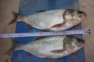 楚雄州稻田養魚與增殖放流項目效果監測調查及畜牧漁業飼料銷售關聯分析